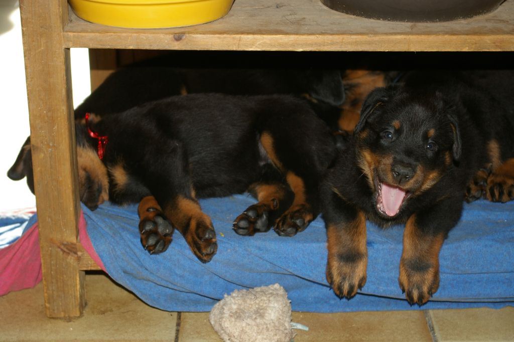 du Seize Thermidor - Chiots de Géronimo et Morphée à 6 semaines