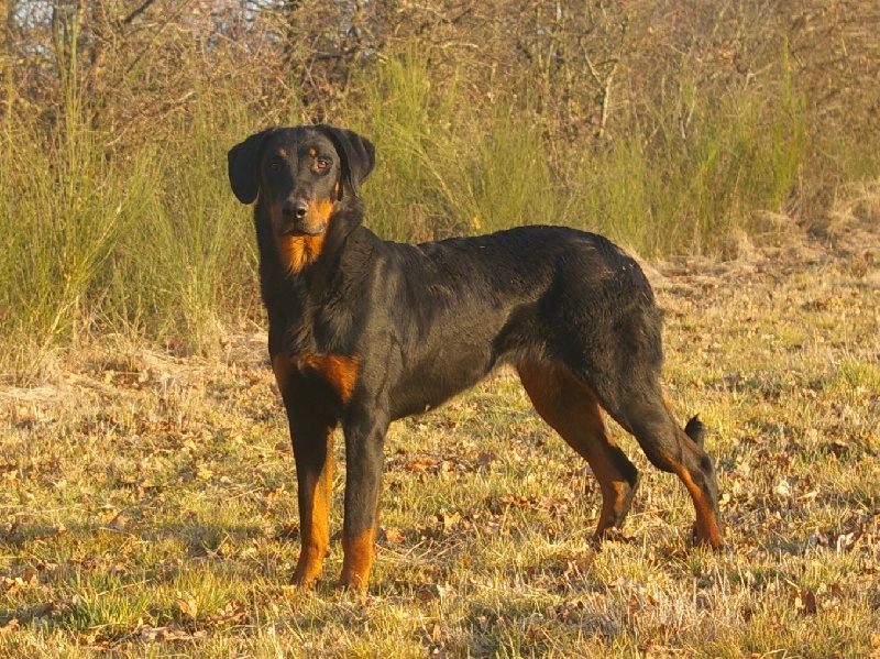 Félina du Fond des Camps