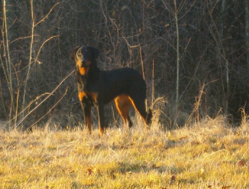 Félina du Fond des Camps