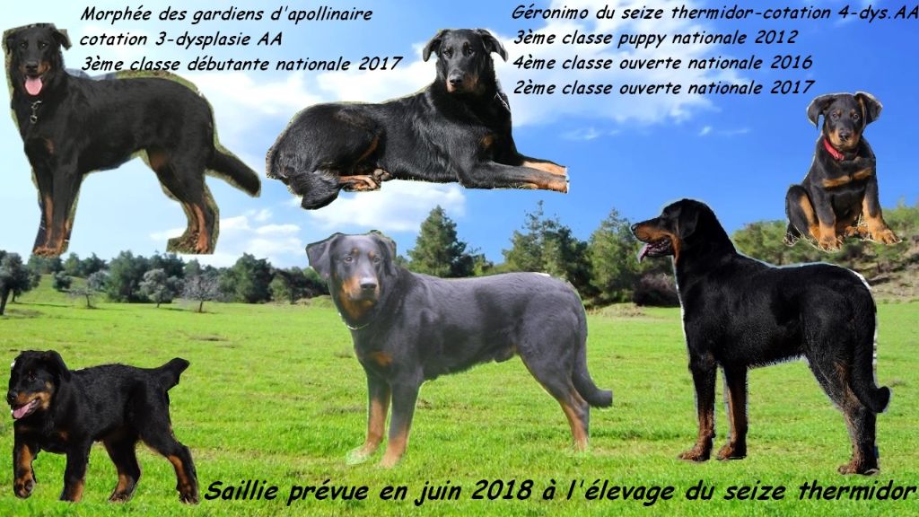 du Seize Thermidor - Futur mariage à l'élevage du seize thermidor