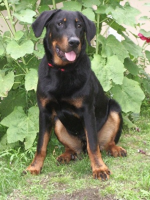 du Seize Thermidor - Fuego à la journée beauceronne de Meulan