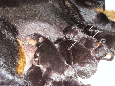 du Seize Thermidor - Naissance ce lundi 20 mai 2013