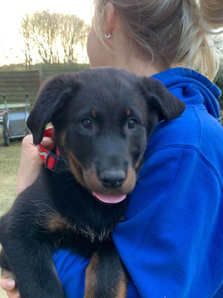 du Seize Thermidor - Chiot femelle disponible à l'élevage du seize thermidor